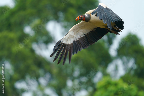 king vulture (Sarcoramphus papa) in the wild