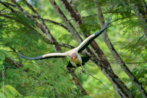 king vulture (Sarcoramphus papa) in the wild