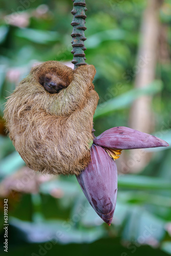 Sloth sleeping in the jungle