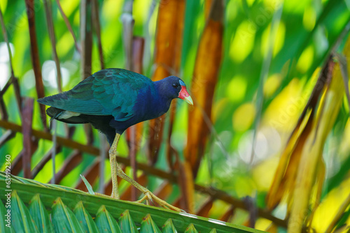 Purple gallinule (Porphyrio martinica)in the wild photo