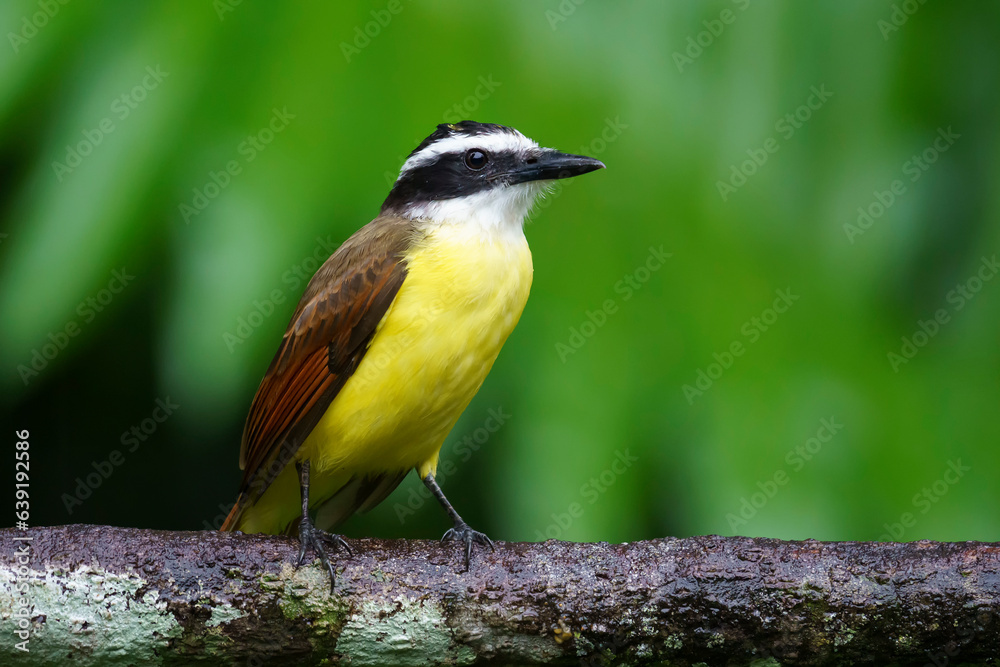 Obraz premium Great kiskadee (Pitangus sulphuratus) in the wild