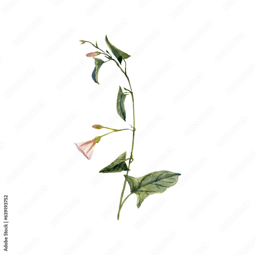 Fototapeta premium watercolor drawing plant of with leaves and flower , Convolvulus arvensis isolated at white background, natural element, hand drawn botanical illustration