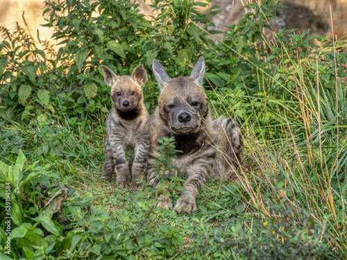 A female Striped hyena, Hyaena hyaena sultana, plays with her young cubs