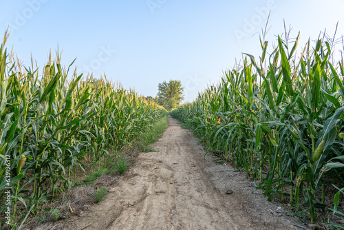  green corn plant growing in corn plantation field on rural road
