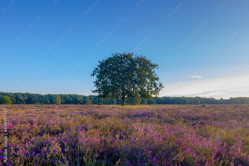 Flowering calluna vulgaris on the field with big tree in morning, Heath, ling or simply heather, The sole species in the genus Calluna in the family of Ericaceae, Bussumerheide, Hilversum, Netherlands