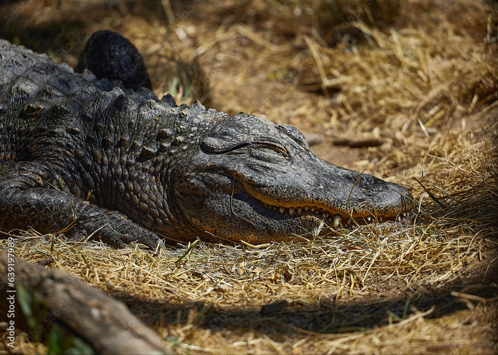 African reserve of the Seigean region in the south of France. African reserve of the Seigean region in the south of France.