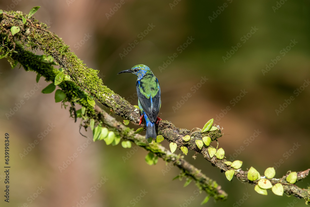 Shining honeycreeper. Glowing honey vine is a small bird of the tanager family. It is found in the tropical New World in Central America, from southern Mexico to Panama and northwestern Colombia. Shining honeycreeper. Glowing honey vine is a small bird of the tanager family. It is found in the tropical New World in Central America, from southern Mexico to Panama and northwestern Colombia.