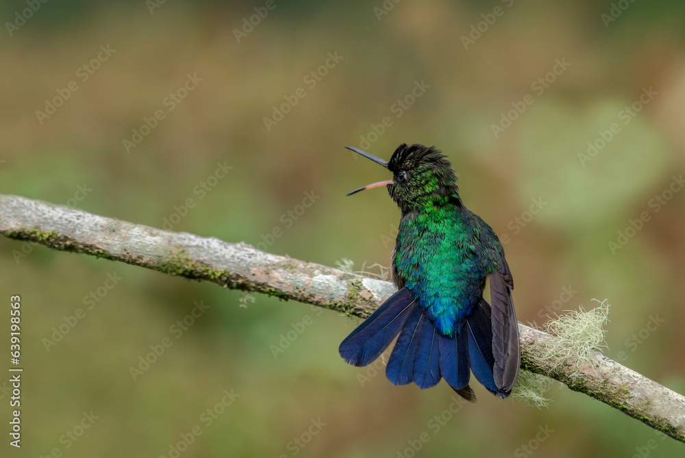 Fototapeta premium The fiery-throated hummingbird is a species of hummingbird in the Lampornithini 