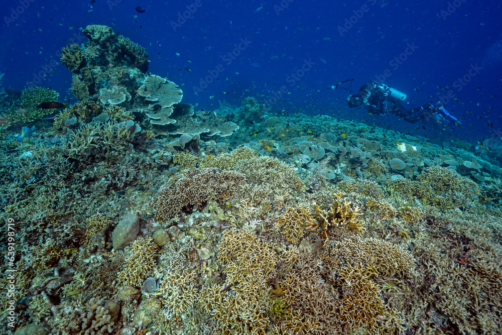 Reef scenic with Acropora stony corals, Raja Ampat Indonesia. Reef scenic with Acropora stony corals, Raja Ampat Indonesia.