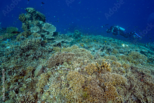 Reef scenic with Acropora stony corals  Raja Ampat Indonesia.