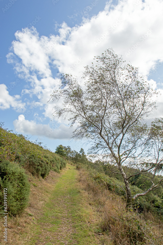 Obraz premium Summertime in the Malvern hills of England.