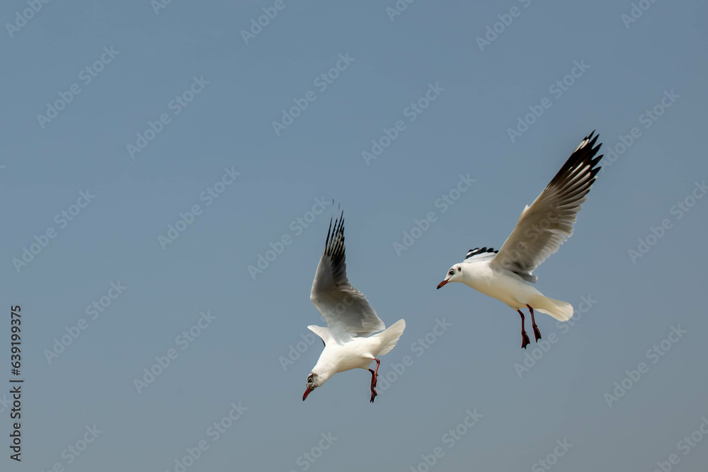 Seagull in flight, flying in the sky single or group chasing after food around. Seagull in flight, flying in the sky single or group chasing after food around.