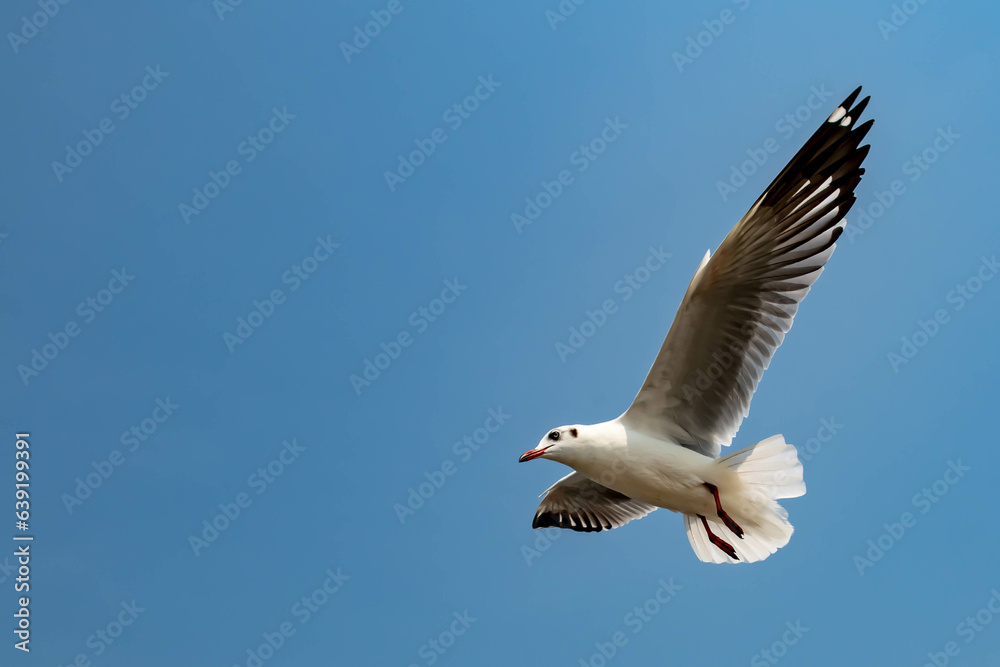 Seagull in flight, flying in the sky single or group chasing after food around. Seagull in flight, flying in the sky single or group chasing after food around.