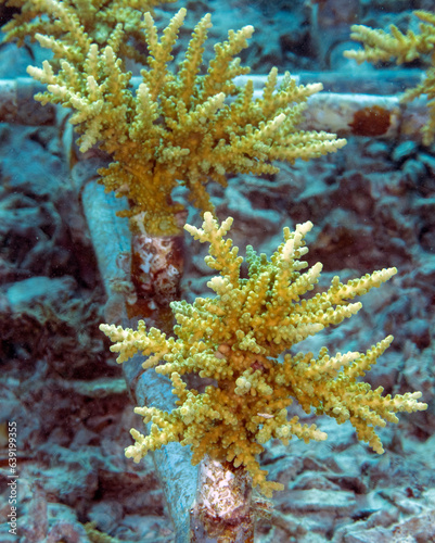 Acrapora coral seedlngs propogating on a metal frame attached, Raja Ampat Indonesia.