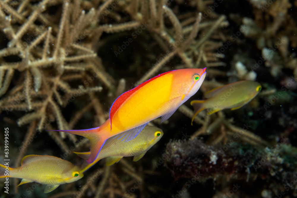 Flame anthias, Pseudanthias ignitus, Raja Ampat Indonesia Flame anthias, Pseudanthias ignitus, Raja Ampat Indonesia
