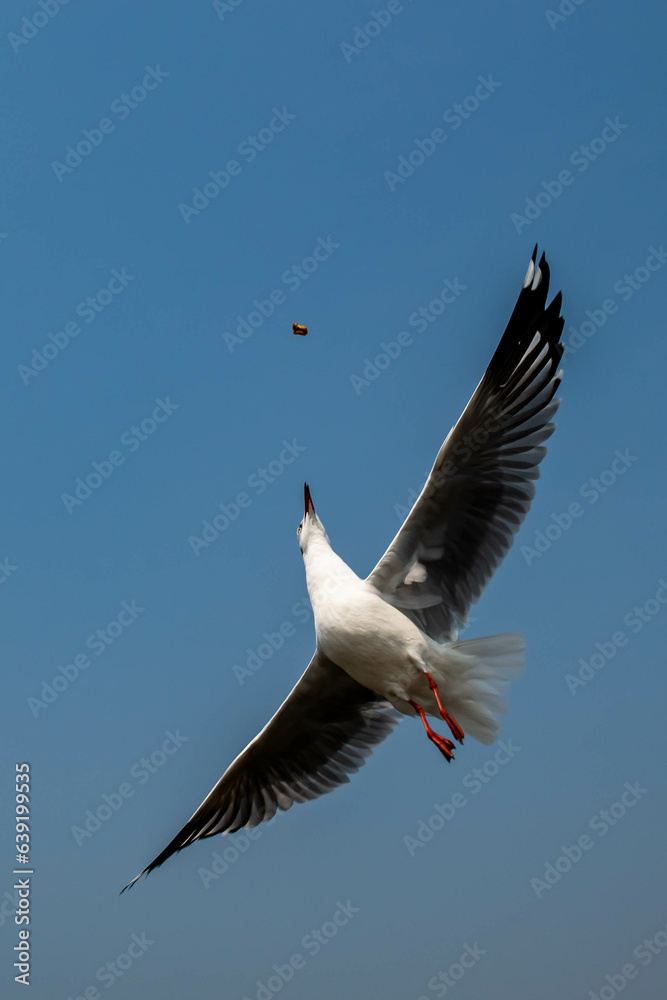 Obraz premium Seagull in flight, flying in the sky single or group chasing after food around.