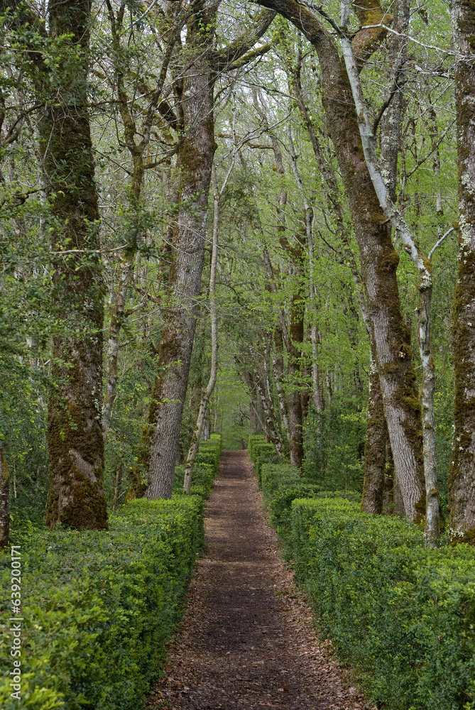 Buxus sempevirens, Buis, Les jardins suspendus, chateau de Marqueyssac, 24, Dordogne, France Buxus sempevirens, Buis, Les jardins suspendus, chateau de Marqueyssac, 24, Dordogne, France