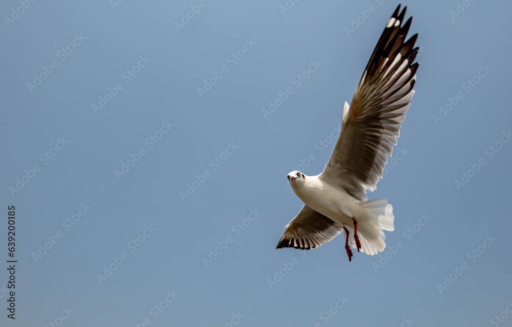 Seagull in flight, flying in the sky single or group chasing after food around. Seagull in flight, flying in the sky single or group chasing after food around.