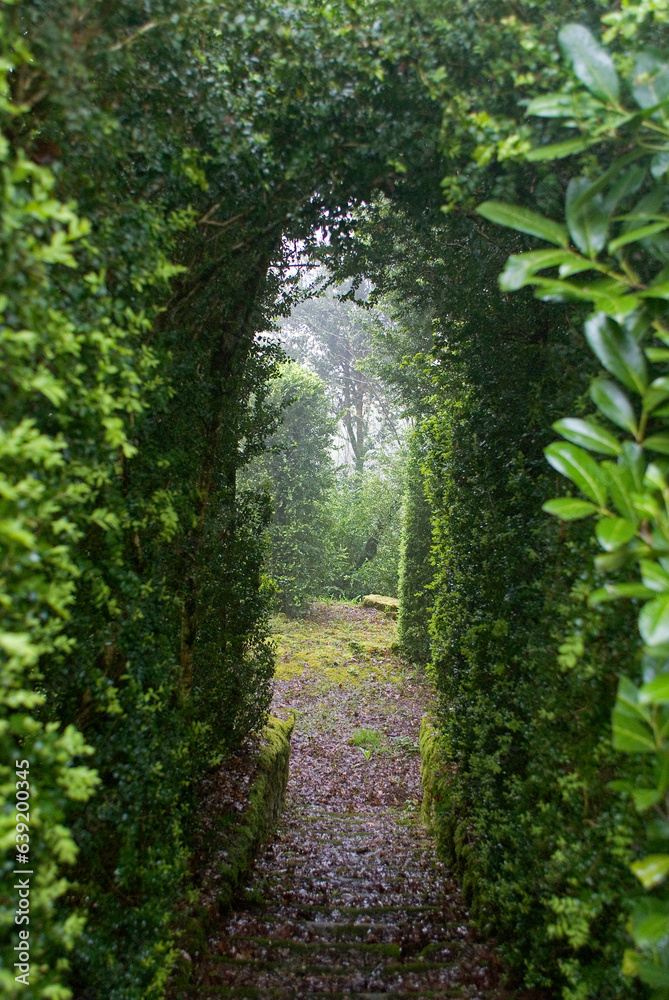 Buxus sempevirens, Buis, Les jardins suspendus, chateau de Marqueyssac, 24, Dordogne, France Buxus sempevirens, Buis, Les jardins suspendus, chateau de Marqueyssac, 24, Dordogne, France