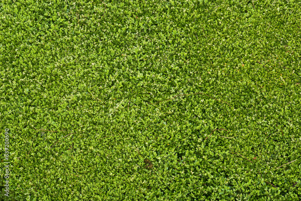 Buxus sempevirens, Buis, Les jardins suspendus, chateau de Marqueyssac, 24, Dordogne, France Buxus sempevirens, Buis, Les jardins suspendus, chateau de Marqueyssac, 24, Dordogne, France
