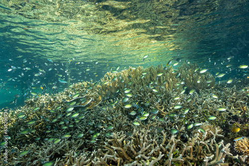 Fototapeta Naklejka Na Ścianę i Meble -  Damsels over shallow stony corals howering to pick up planktons, Gam Island Raja Ampat Indonesia.
