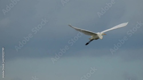 Flight of a great white heron. Close-up. Slow motion (120 fps). The great white egret (Ardea alba) or great white heron is a large, widely distributed egret.
