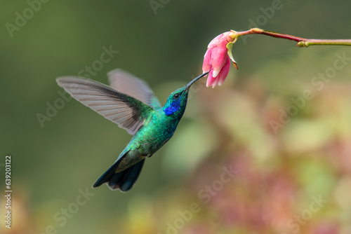 The fiery-throated hummingbird is a species of hummingbird in the Lampornithini "mountain jewels" tribe in the subfamily Trochilinae. It is found in Costa Rica and Panama. © mylasa