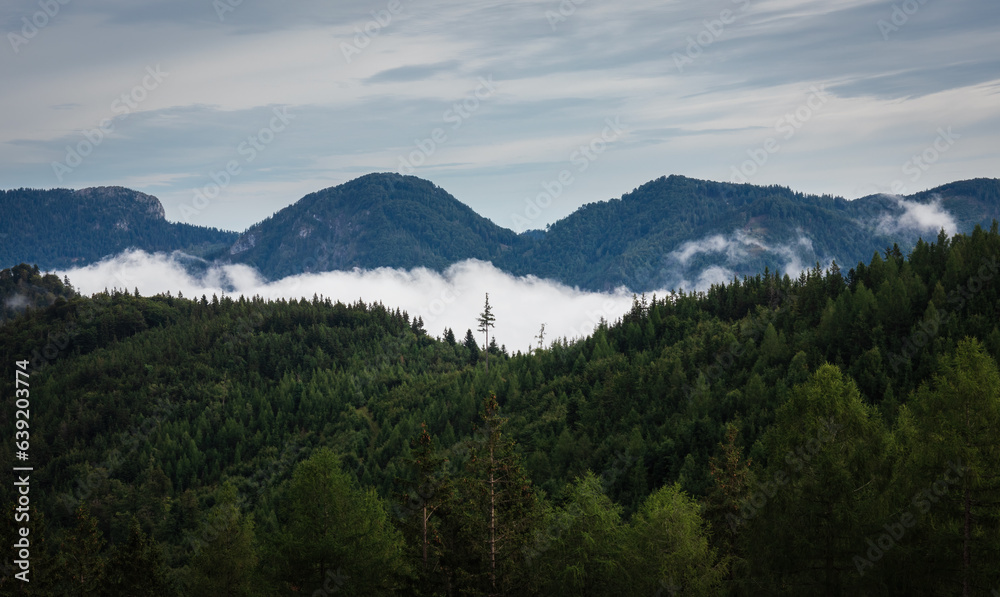 Pine tree in misty fog, alps mountain valley. Austria landscape background