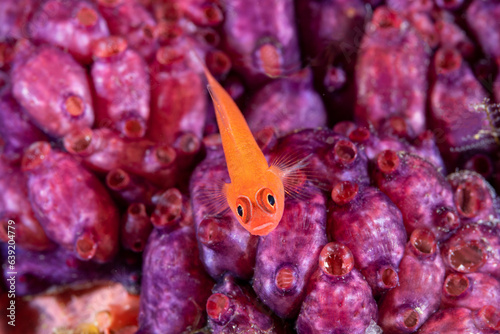 Ringeye dwarfgoby, Trimma benjamini, on the colonial tunicates, Raja Ampat Indonesia. photo