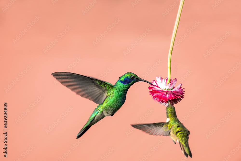 The fiery-throated hummingbird is a species of hummingbird in the Lampornithini