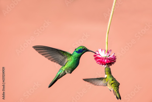 The fiery-throated hummingbird is a species of hummingbird in the Lampornithini "mountain jewels" tribe in the subfamily Trochilinae. It is found in Costa Rica and Panama.