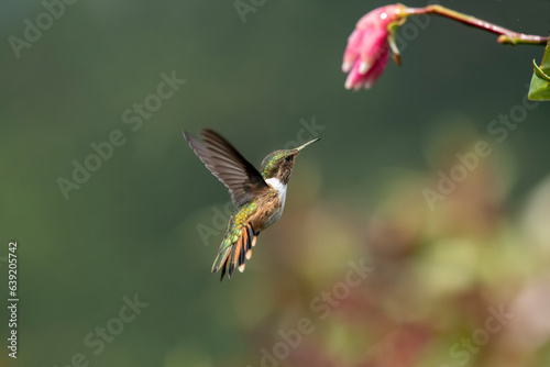 The glowing hummingbird is a hummingbird native to Costa Rica and Panama. photo