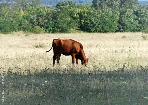 A large brown calf grazes in a meadow in late summer