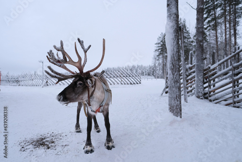 Fotografi deer farm on sunny winter day, Lapland, Northern Finland, Lapinkyla resort, trad