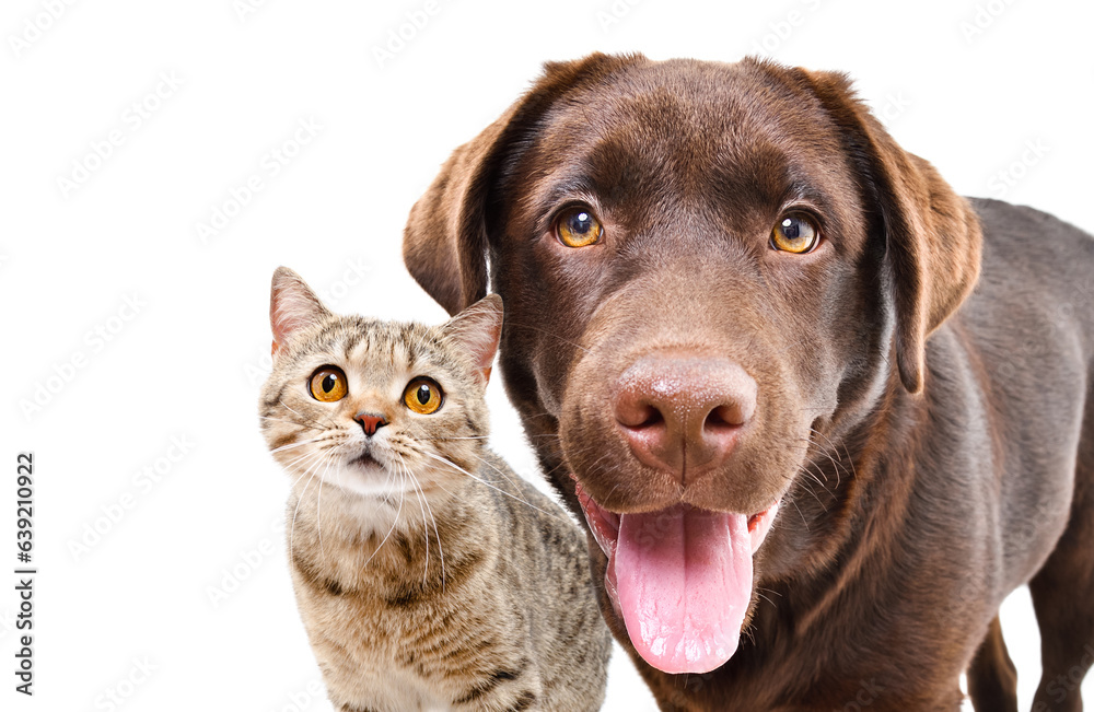Portrait of adorable curious labrador and cat scottish straight, closeup, isolated on a white background Portrait of adorable curious labrador and cat scottish straight, closeup, isolated on a white background
