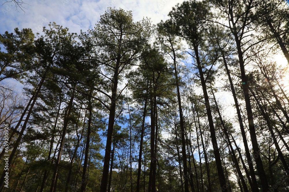 Fototapeta premium Tall tree cover 