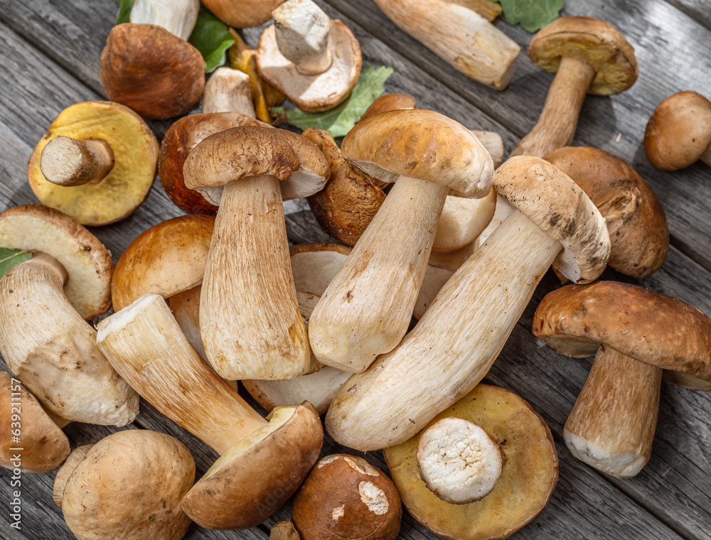 Fresh harvest of porcini mushrooms on wooden table. Lucky result of mushroom picking. Fresh harvest of porcini mushrooms on wooden table. Lucky result of mushroom picking.