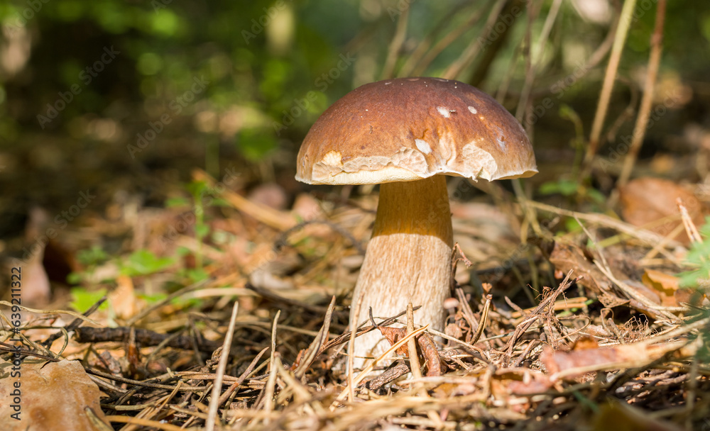 Porcini mushrooms among fallen leaves in the forest. Close-up. Porcini mushrooms among fallen leaves in the forest. Close-up.
