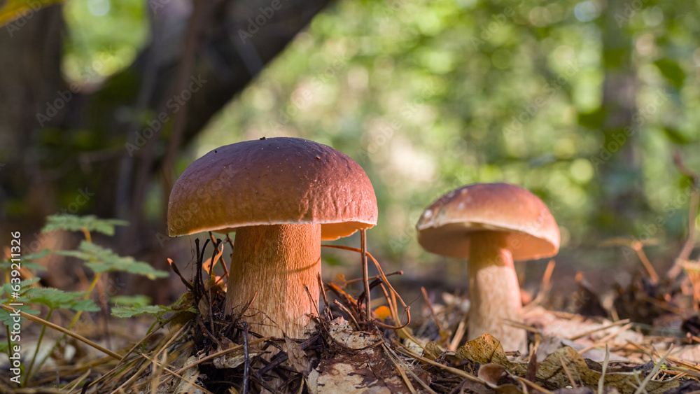 Porcini mushrooms among fallen leaves in the forest. Close-up. Porcini mushrooms among fallen leaves in the forest. Close-up.