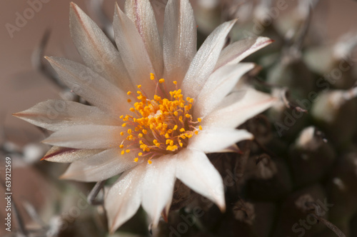 Flowering cactus Turbinicarpus flaviflorus, macro shot