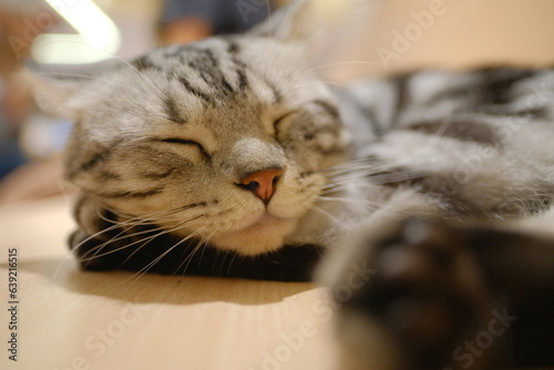 close up of a cat
