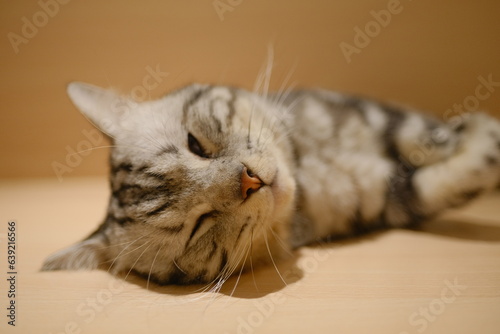 close up portrait of a cat