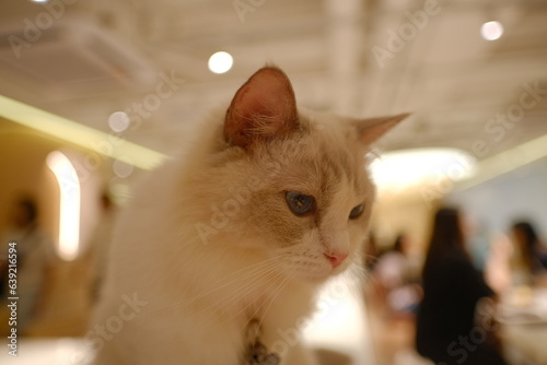 cat 