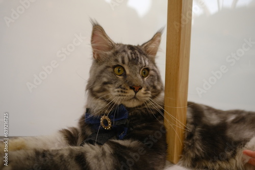 cat