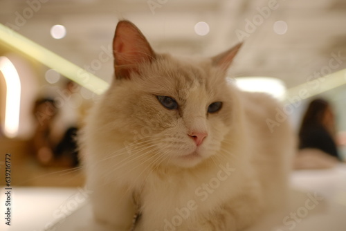 cat