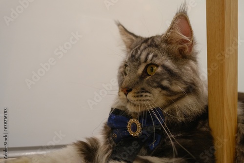 portrait of a cat