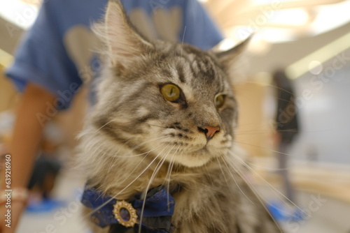 portrait of a cat