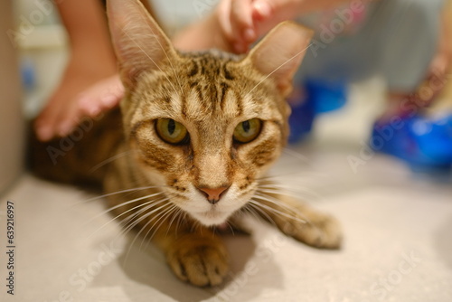close up of cat