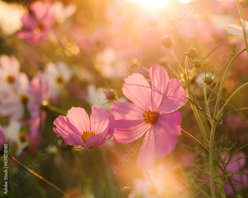 Scenic cosmos flower field landscape at sunset. Selective focus.