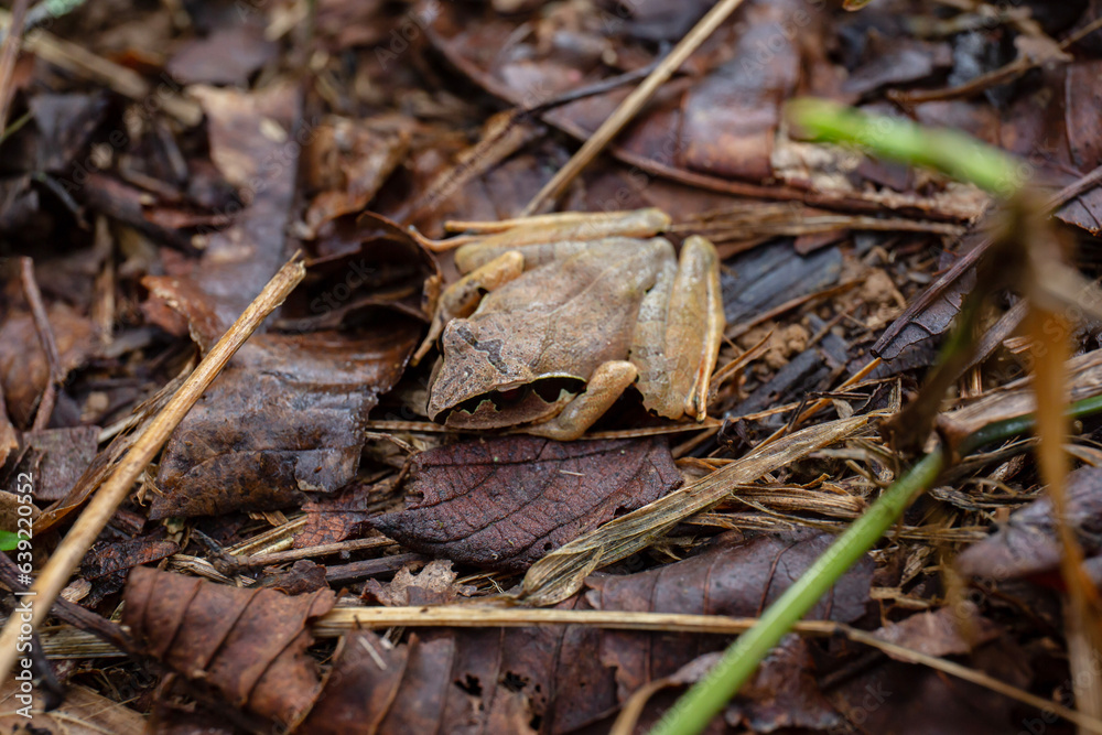 Madagascar jumping frog